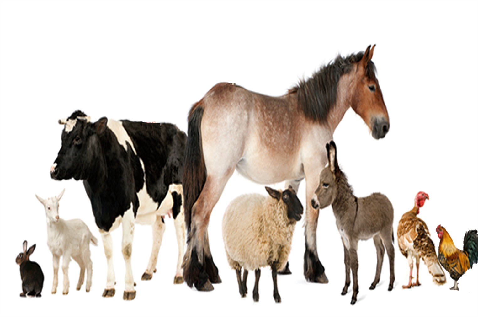 Innovative Equipment in the Animal !